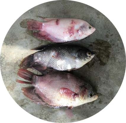 Diseased fish in Indonesia, before feeding with MrFeed®
