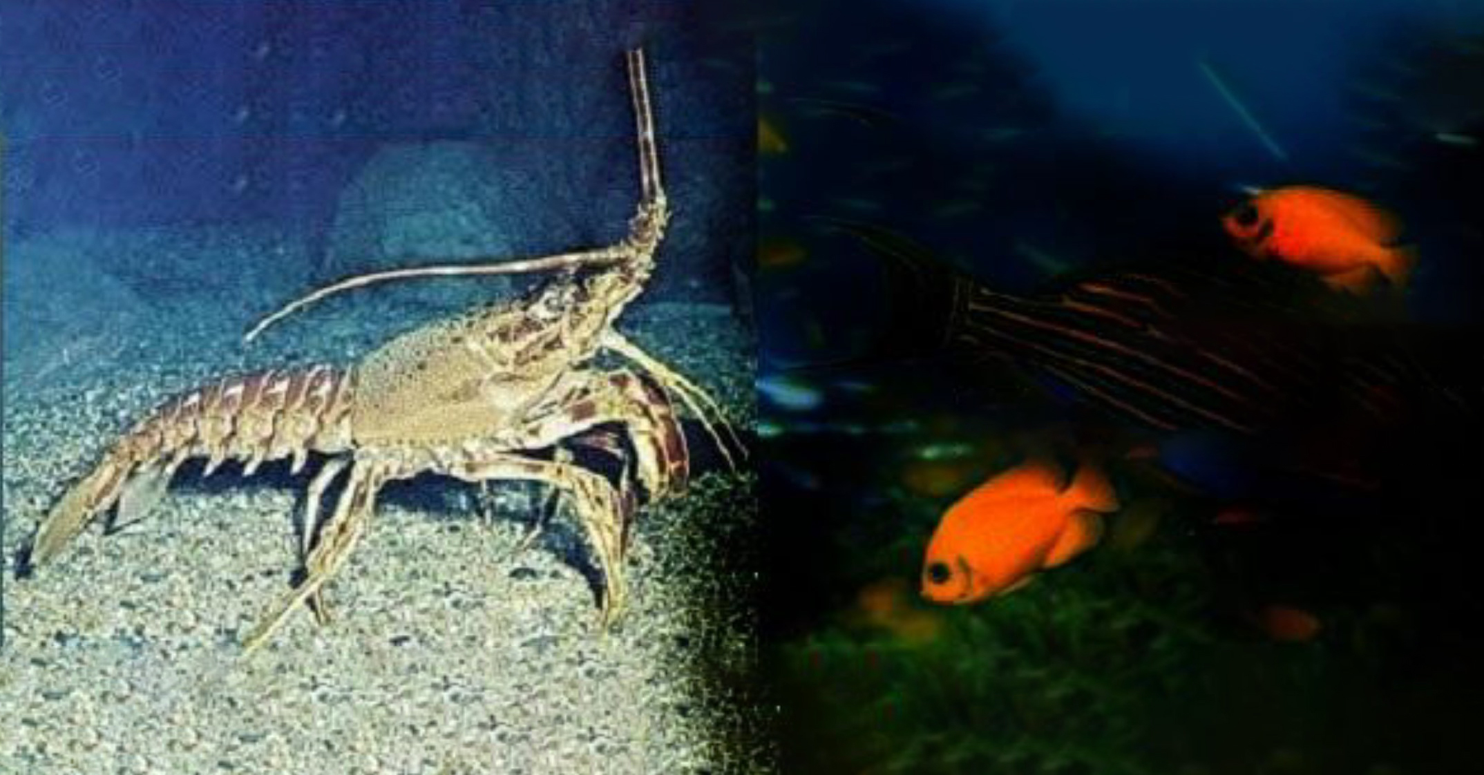Performance of pacific white leg shrimp fed an open-source marine